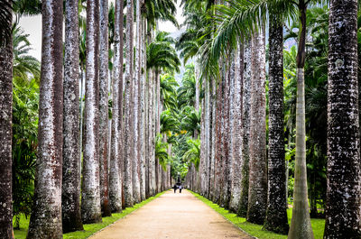 Jardin botanique de Rio de Janeiro