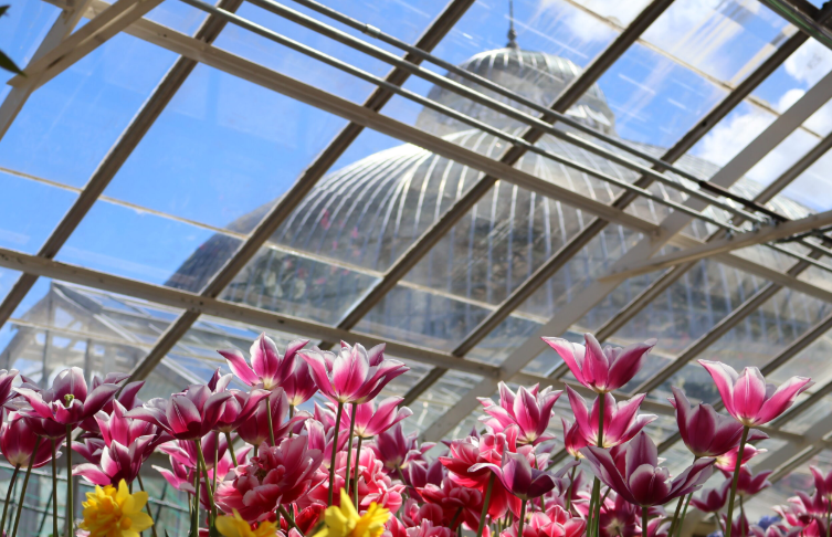 Buffalo and Erie County Botanical Gardens Spring Flower Exhibit | Buffalo