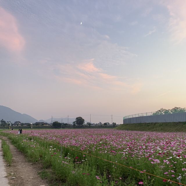 [장성- 황룡강 노란꽃잔치]