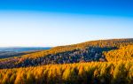 Hebei Saihanba National Forest Park Dahuanqi Management Area