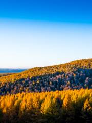 Hebei Saihanba National Forest Park Dahuanqi Management Area