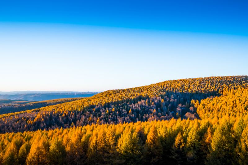 Hebei Saihanba National Forest Park Dahuanqi Management Area