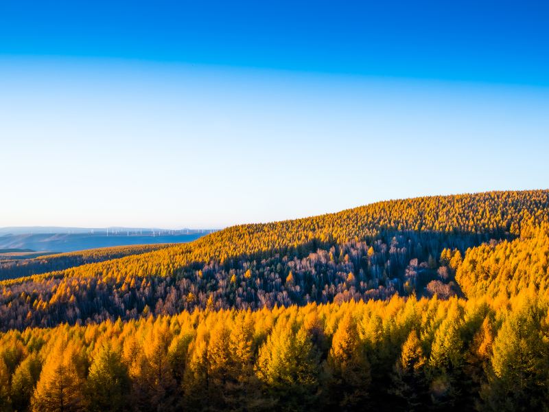 Hebei Saihanba National Forest Park Dahuanqi Management Area