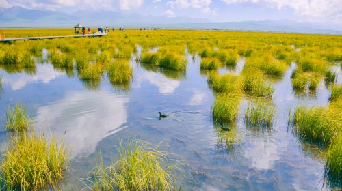 Zoige Flower Lake