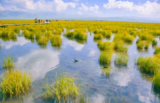 若爾蓋花湖生態旅遊區包車接駁車大小同價