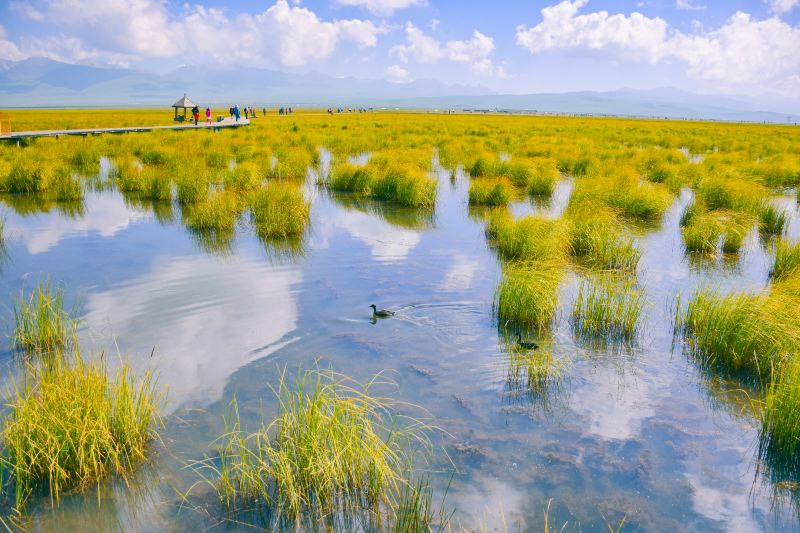 Zoige Flower Lake