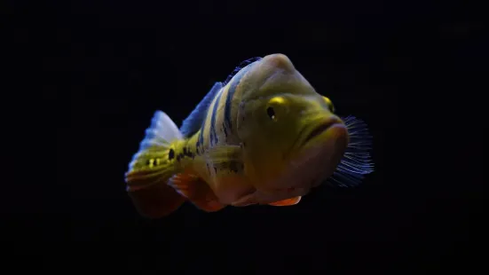 鳥羽水族館