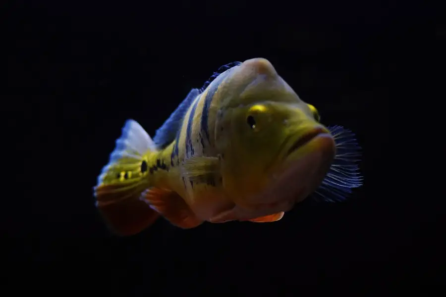 鳥羽水族館