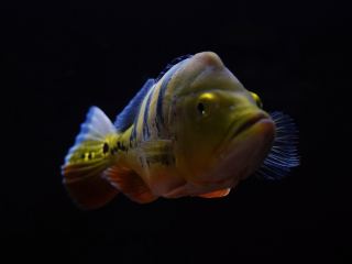 鳥羽市10大最佳酒店排名