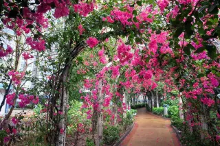 香港賞花21 全年賞花時間表12大品種開花時間 地點一覽遊記攻略 Trip Com遊玩攻略