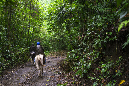 Gunung Gading National Park