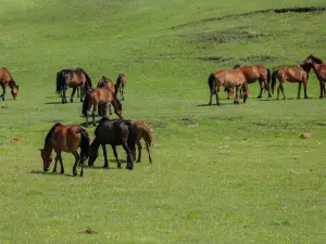 希拉穆仁草原扎日格馬場