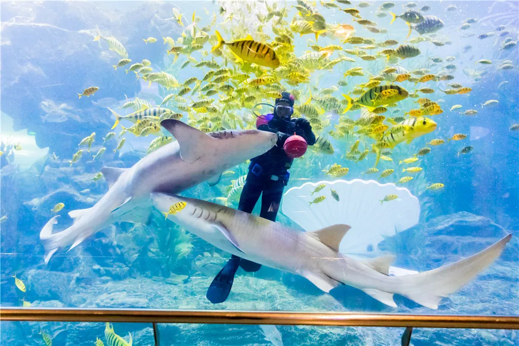 4_ชิงเต่าทะเลโลก