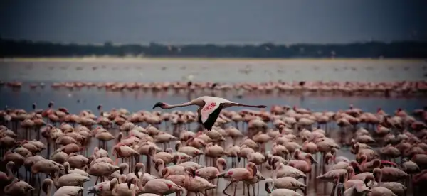 Naivasha
