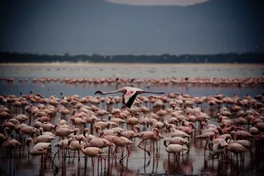 Naivasha