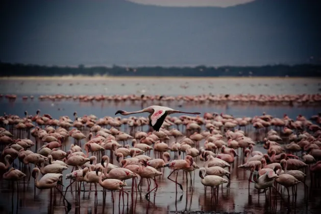 Flights from Montreal to Nanyuki