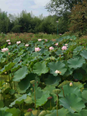 Yimeng Folklore Lotus Bay