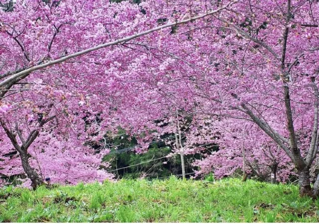 福壽山千櫻園