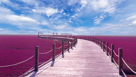 Red Beach Scenic Area
