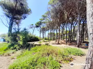 Riserva Naturale Tombolo di Cecina