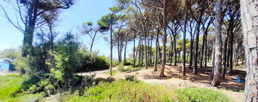 Riserva Naturale Tombolo di Cecina