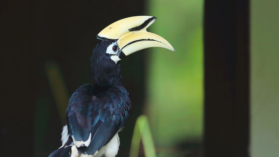 Labuk Bay Proboscis Monkey Sanctuary - Entrance