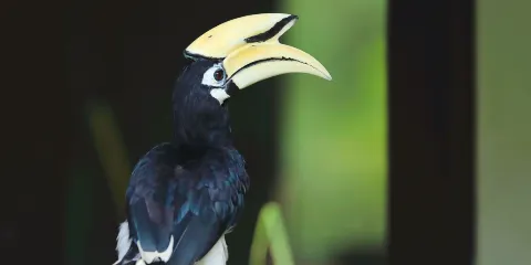 拉卜灣長鼻猴保護區