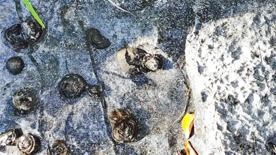 石頭開花