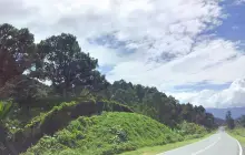 papar durian orchard