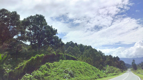 papar durian orchard