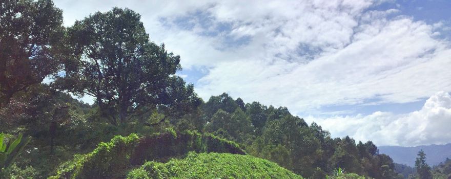 papar durian orchard