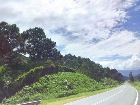 papar durian orchard