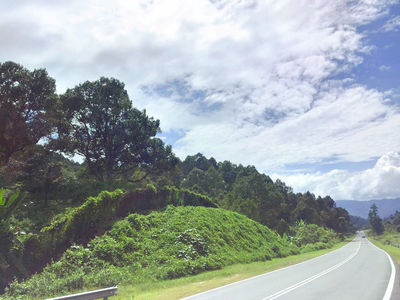 papar durian orchard