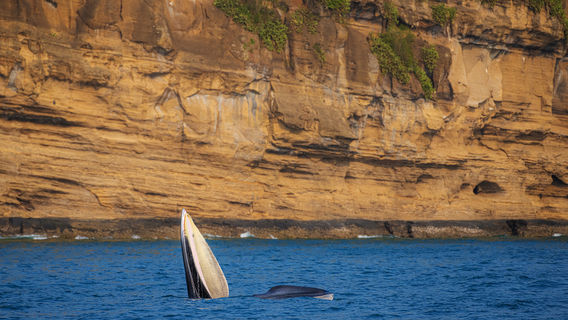 Whale Watching At Sea in Beihai