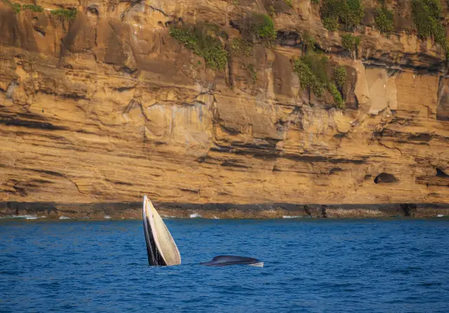 Whale Watching At Sea in Beihai