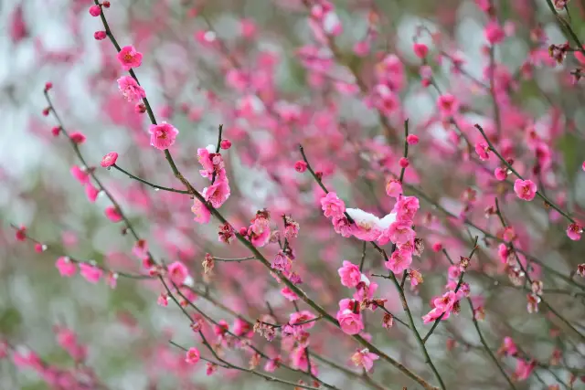 Plum Blossom Viewing in Guiyang