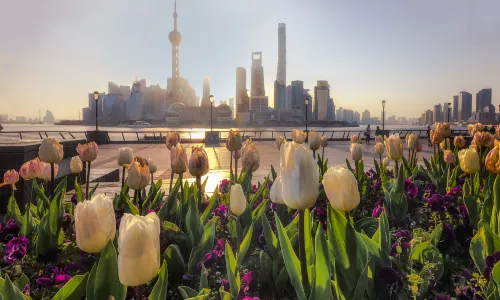 Tulip Viewing in Shanghai