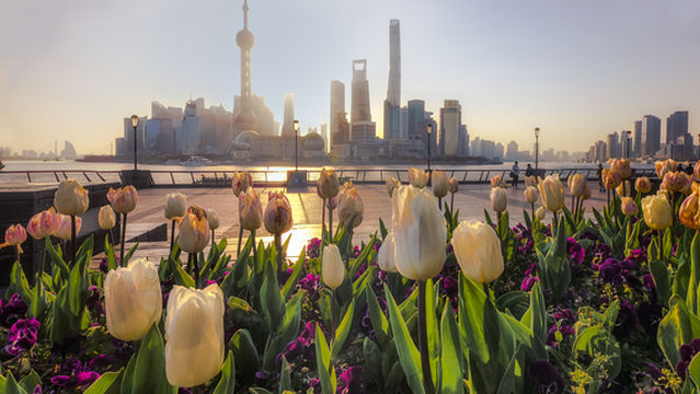 Tulip Viewing in Shanghai