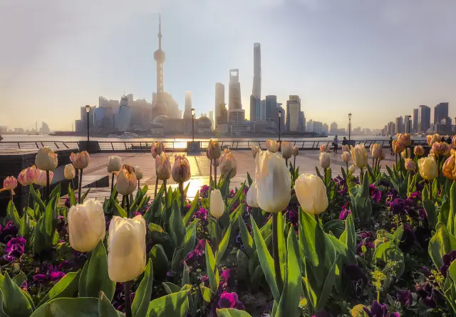 Tulip Viewing in Shanghai