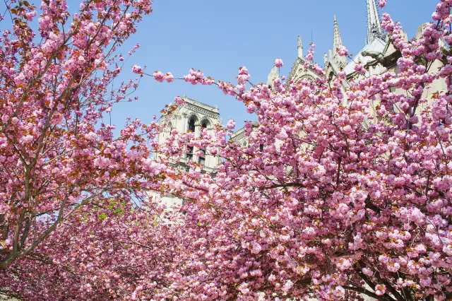 Cherry Blossom Viewing in Paris