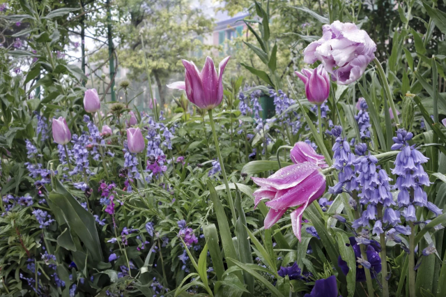 Aileen Bordman: Monet’s Garden | Leila Heller Gallery