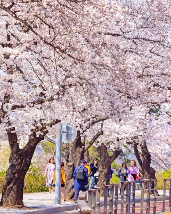 2026 Yeouido Spring Flower Festival | Seoul