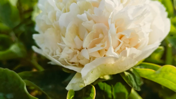 Chaohu Yinping Peony Viewing Festival