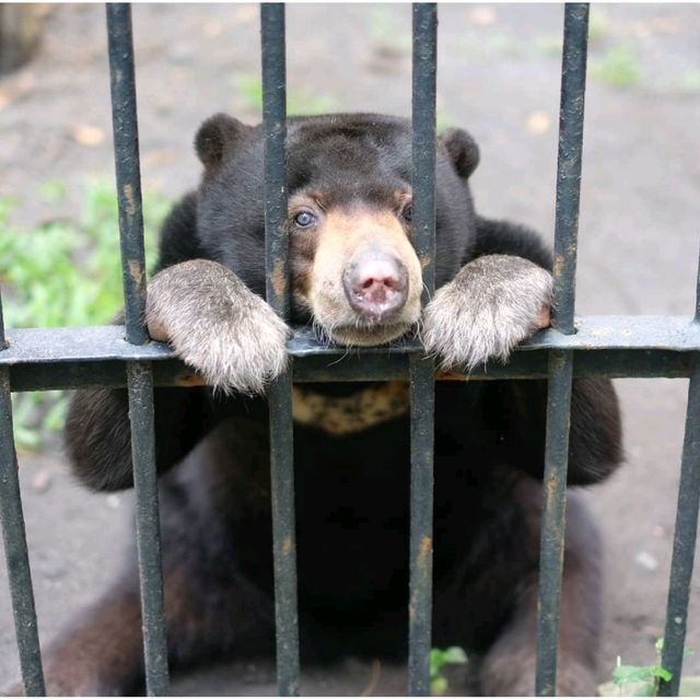 Surabaya's Zoo