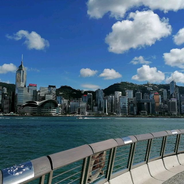 又高又大的玫瑰花種在尖東海旁K11門囗
