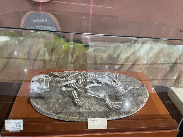 Heyuan City Museum (Heyuan Dinosaur Museum)