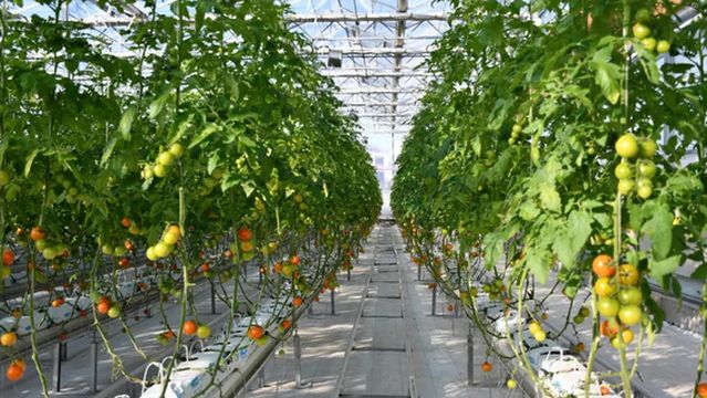 Shangrao Weco Eco Agriculture Town