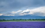 Lavender garden