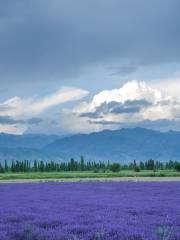 Lavender garden