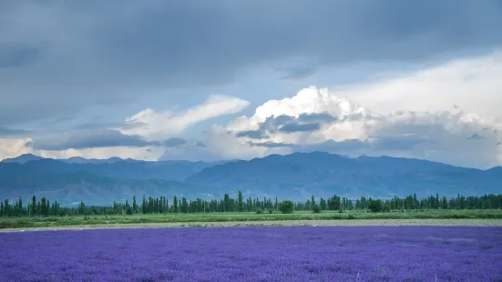 Lavender garden